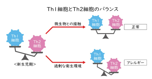 Th1とTh2細胞 Th1とTh2細胞